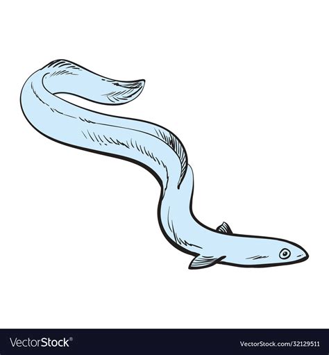 How To Draw A Eel