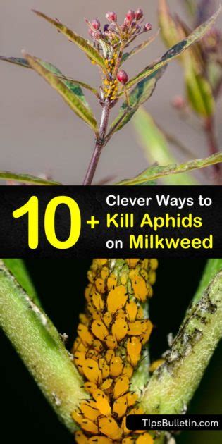 Clever Ways To Kill Aphids On Milkweed