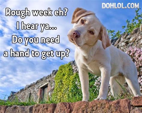Rough Week Eh Dogs Dog Photos Funny Animals