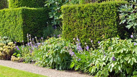 Best Hedging Plants 12 Choices For Creating Green Garden Boundaries