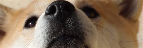 Search, discover and share your favorite doge meme gifs. A Brief History Of The Doge Meme