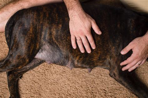 7 Cosas A Cuidar Durante El Embarazo Canino Wakyma