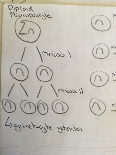 Meiosis And Sexual Reproduction Gametogenesis Flashcards Quizlet