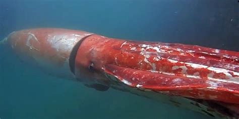 Oftmals irrtümlich als riesenkrake bezeichnet) ist weltweit verbreitet. Video: Riesenkalmar verirrt sich in japanische Toyamabucht ...