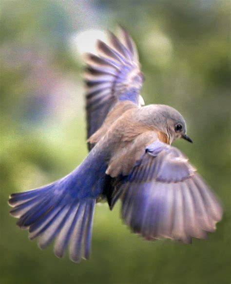Beautiful Collection Of Bluebird Pictures