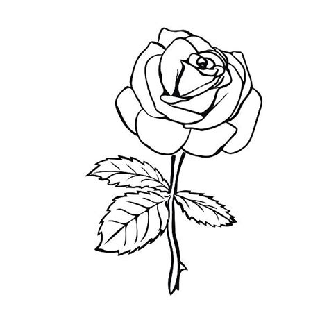 35 Gambar Bunga Mawar Cantik Serta Artinya Anidraw