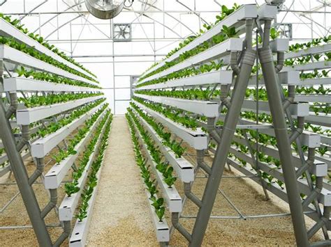 Nft hydroponics failure / diy hydroponics nft system fails and plants suffer. NFT Hydroponic Gardening System for Strawberry & Lettuce ...