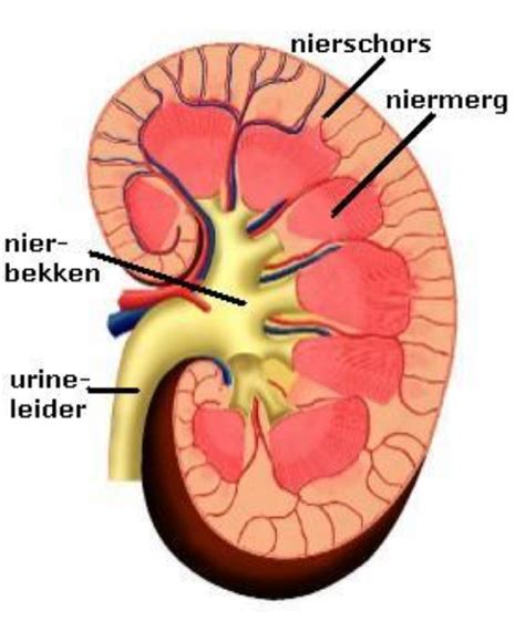 De Nieren Functie Werking Urologie Tielt