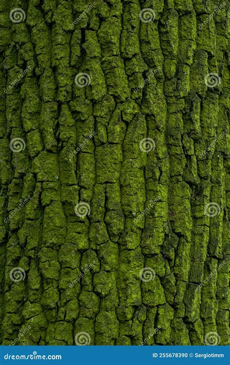 Tree Bark Close Up Tree Trunk Covered With Green Mold And Moss Stock
