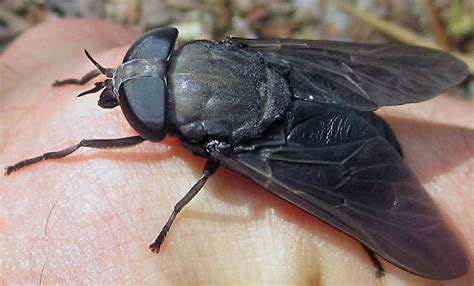 Black Horse Fly Tabanus Atratus Bugguidenet