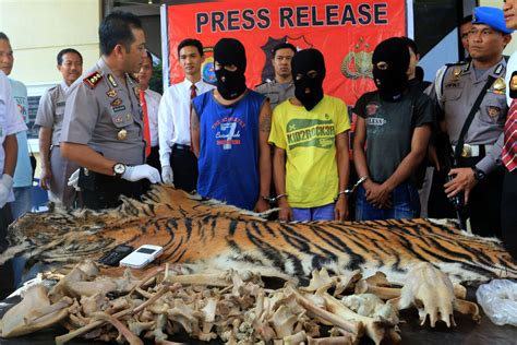 Perdagangan Kulit Harimau Sumatera