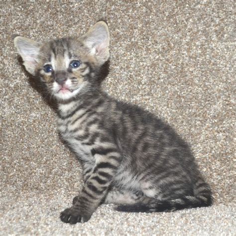 The savannah cat's personality is playful, adventurous and loyal. F2 Savannah Kittens Available in Ohio Savannah Cats Call ...