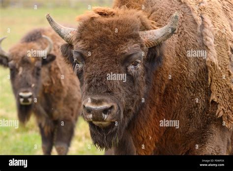 European Bison Wisent Bison Bonasus Captive Animals Prior To