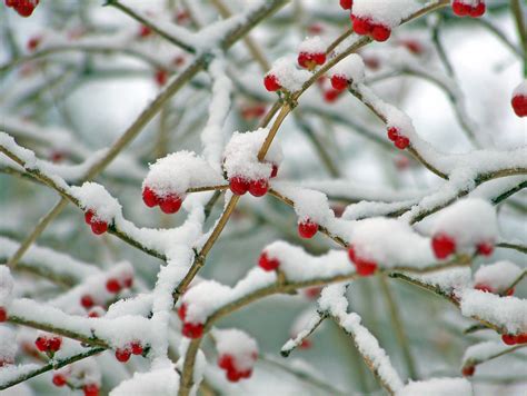 Red Berries In The Snow Free Stock Photo Public Domain Pictures