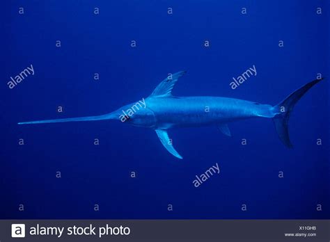 The Swordfish High Resolution Stock Photography And Images Alamy