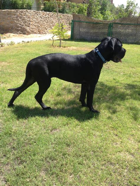 How Much Should A 9 Month Old Cane Corso Weigh