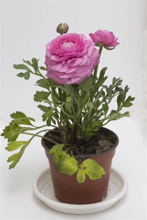 Can Peonies Grow In Pots How To Grow Peony In A Container Growing