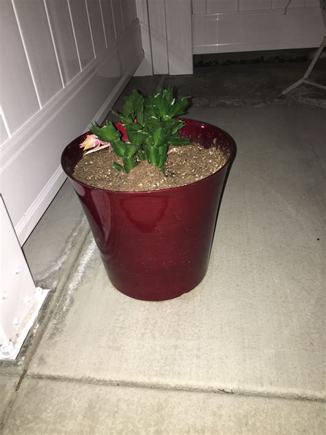 Here are some christmas cactus potting tips that will help you find success: Pin by Sharon Sarria on Christmas cactus (With images ...