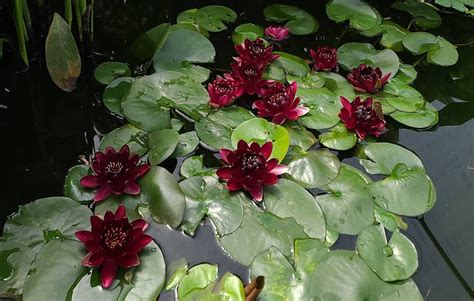 Black Princess Waterlily Medium Hardy Water Lily Pond Megastore