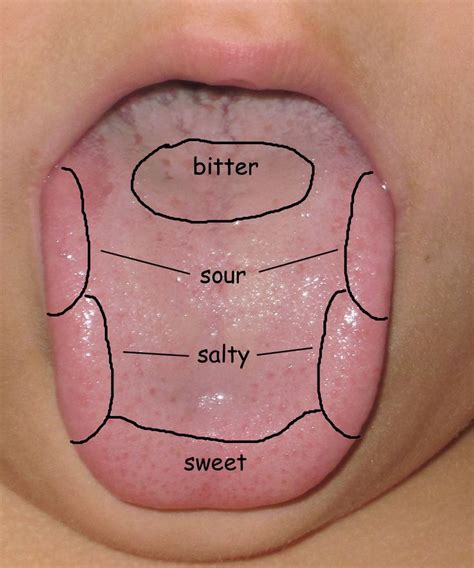 Sense Of Taste Tongue Map Senses Preschool Kindergarten Science