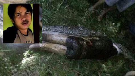 Man Found Inside Stomach Of A Python After He Was Swallowed Whole