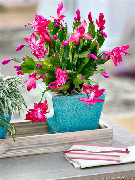 8.1 les feuilles sont molles. Cactus de Noël : 3 étapes simples pour le faire refleurir ...