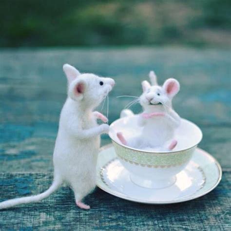 White Mice Mouse In The Cup Cute Mouse Mouse On The Kitchen