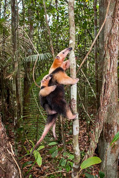 Best Lesser Anteater Stock Photos Pictures And Royalty Free Images Istock