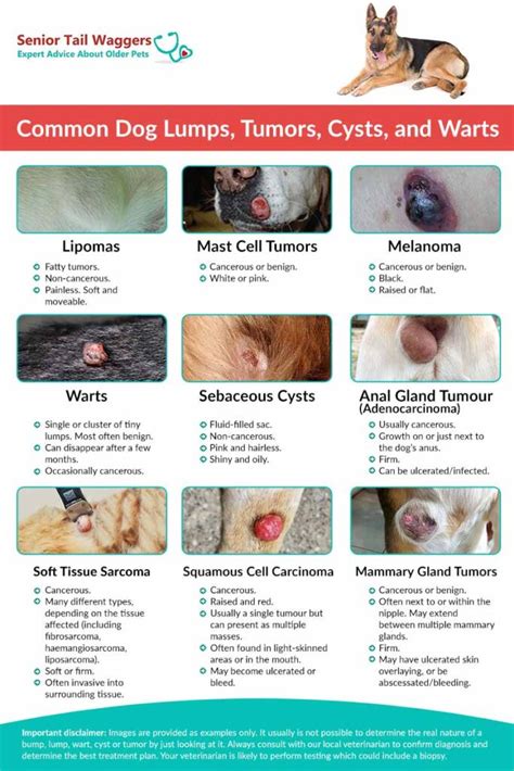 11 Common Skin Lesions In Dogs With Pictures And What To Do About