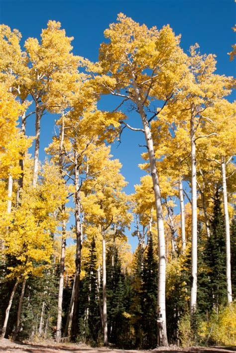 4 Trees With White Bark The American Aspen Lawn And Garden Rock