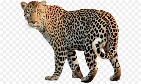 Macan Tutul Jaguar Felidae Gambar Png