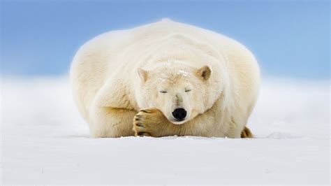 2月27日、居眠りホッキョクグマ Polar Bear Wallpaper Polar Bear Bear Stuffed Animal
