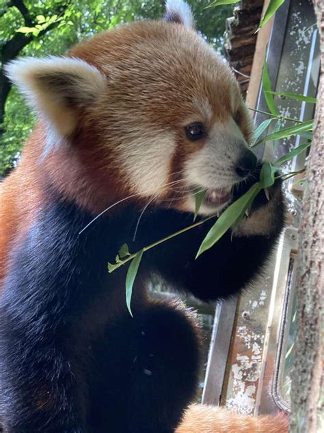 Panda Updates Wednesday June 29 Zoo Atlanta