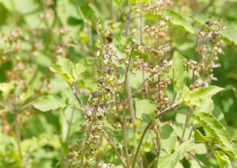 Organic Rama Tulsi Leaves Tbc Ocimum Sanctum Cultivator Natural
