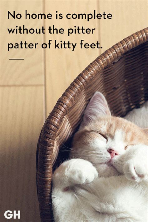 To get them the attention their cute and cuddly looks truly deserve, bored panda has collected a heartwarming list of fuzzy. 25 Best Cat Quotes That Perfectly Describe Your Kitten - Funny and Cute Cat Quotes