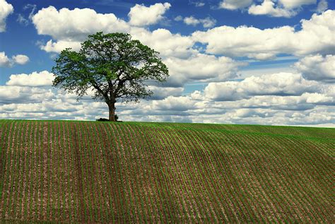 Solitary Sentinel Lone Oak Tree On Wi Hilltop Corn Field Photograph