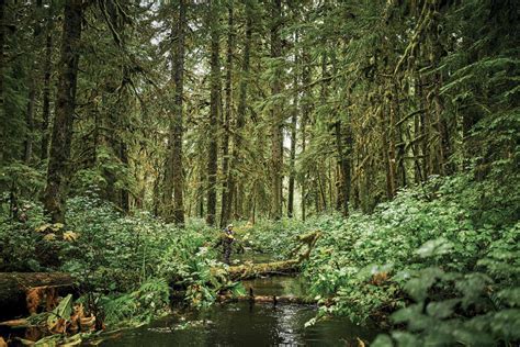 The Tongass National Forest Is A Wilderness On The Chopping Block