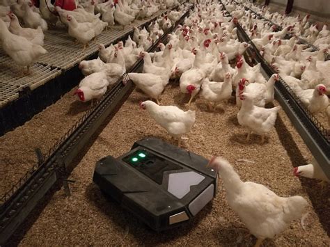 Tibot Launches New Poultry Robot Poultry News