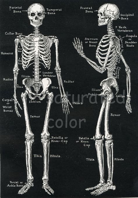 Human Skeleton Anatomy Vintage 1940s High Res Digital Image Diagram