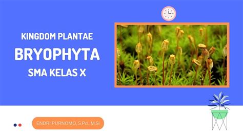 BRYOPHYTA LUMUT KINDOM PLANTAE PLANTAE SMA KELAS X PLANT KINGDOM MOSS