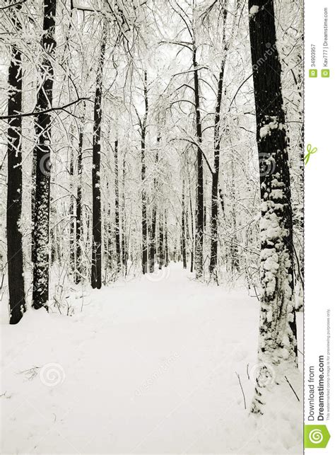 Road In Winter Park In Snow Stock Image Image Of Hoarfrost Christmas