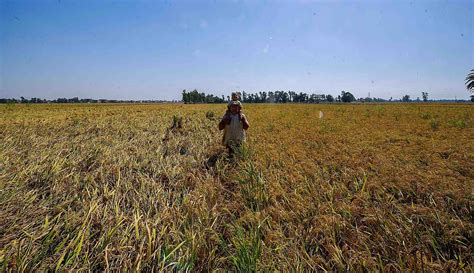 Rice Harvest Season Reveals Hopes Suffering Of Egyptian Farmers