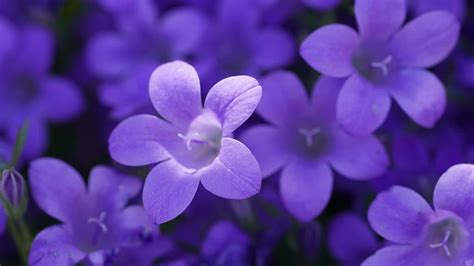 Download 4k Violets Flowers Background