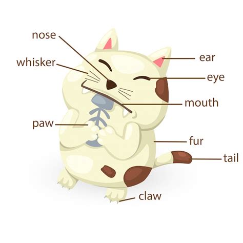 Parte Del Vocabulario Del Gato Del Vector Del Cuerpo Vector Premium