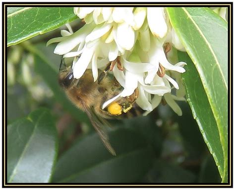 Honey Bee On Burkwood Osmanthus Location Bbka Apiary Gard Flickr