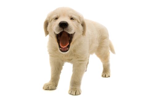 Iron Man Dog Veterinarian Pet Golden Retriever Puppy Png Transparent