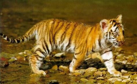 Beautiful Tiger Tigers Wallpaper 36642865 Fanpop