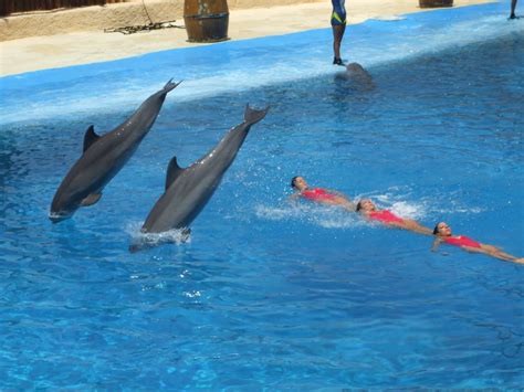 Filedolphins And Synchronized Swimming Wikimedia Commons