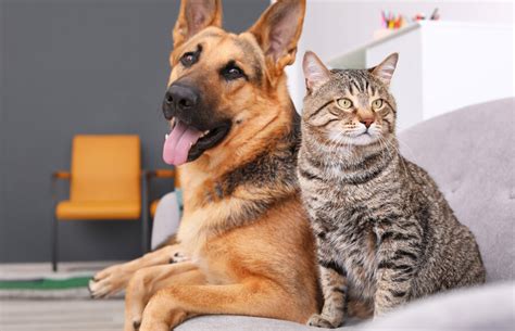 Benefits Of Spayingneutring Your Pet North Orange Animal Hospital