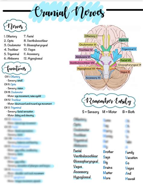 Cranial Nerves And Functions Nursing Review Digital Download Etsy